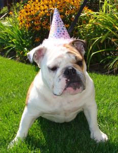 Happy birthday Bulldog!